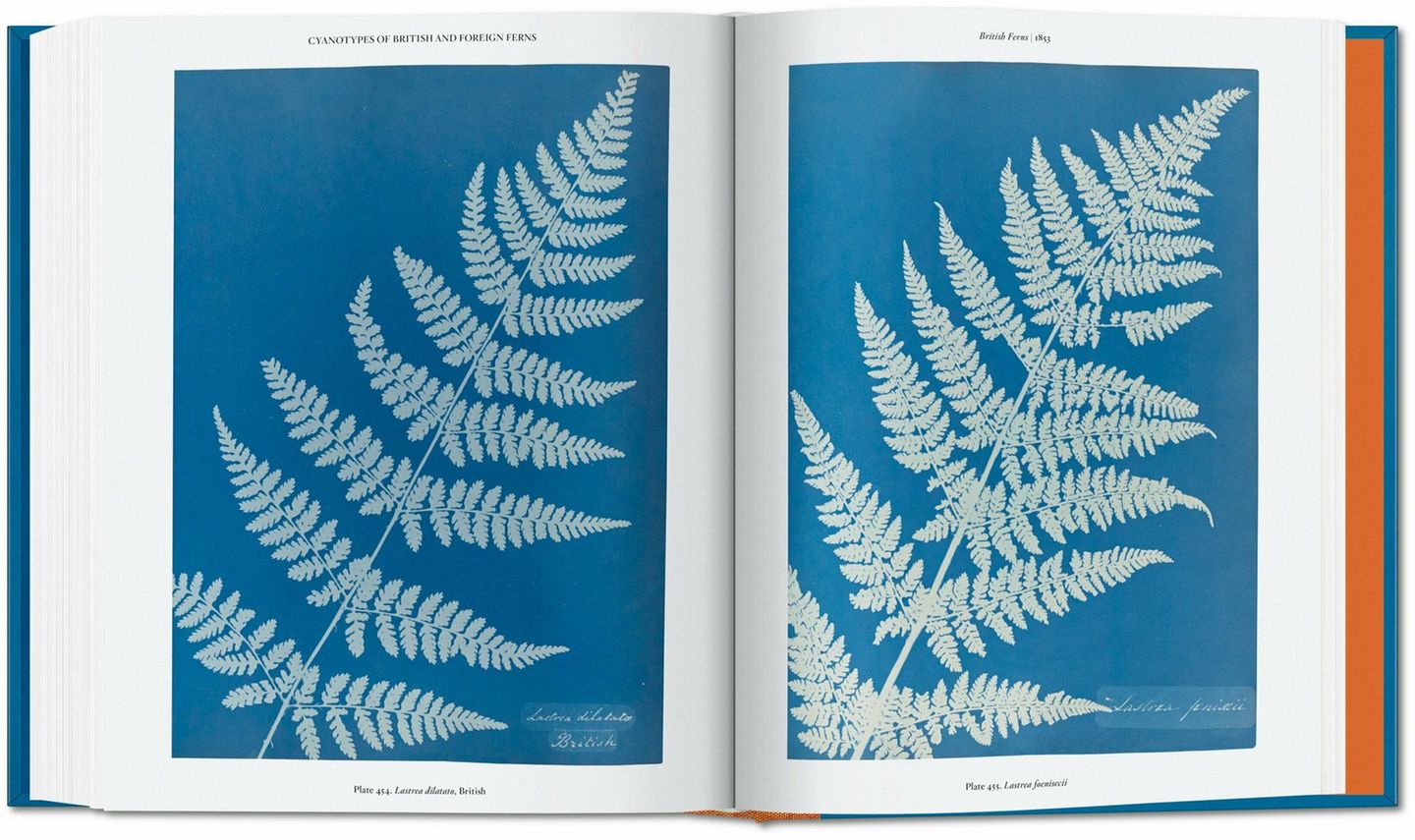 "Anna Atkins. Cyanotypes": Ein Großteil der Pflanzen, die im Album British Algae präsentiert werden, hat Atkins selbst gesammelt und getrocknet. Beim Ernten werden die Algen bereits im Wasser gereinigt, dann zu Hause mit Präparierzange und Kamelhaar pinsel von Fremdkörpern befreit und schließlich gepresst. Ein Großteil der Pflanzen, die im Album British Algae präsentiert werden, hat Atkins selbst gesammelt und getrocknet. Beim Ernten werden die Algen bereits im Wasser gereinigt, dann zu Hause mit Präparierzange und Kamelhaar pinsel von Fremdkörpern befreit und schließlich gepresst.