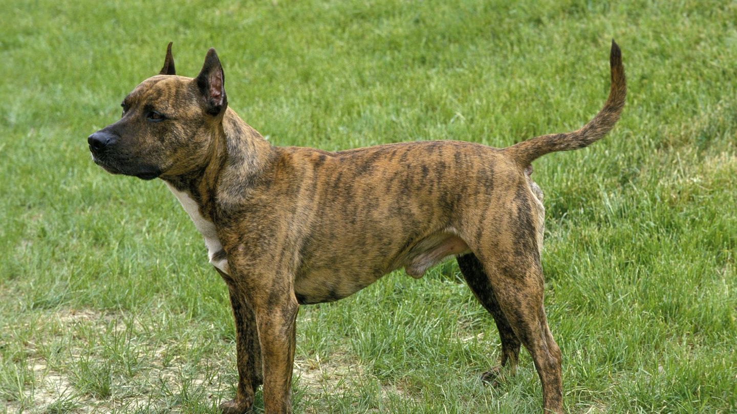 Ein American Staffordshire Terrier