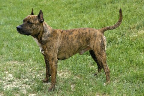 Ein American Staffordshire Terrier