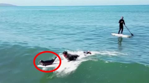 "Surf Porn"-Bildband: Von Hawaii bis Alaska: Das sind die Traum-Surfspots für die perfekte Welle
