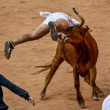 Einen der Recortadores hat es in den vergangenen Tagen erwischt. Bei dem Tier handelt es sich um eine Kuh, und nicht um einen Stier. Die haben die Arena bereits verlassen.