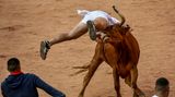 Einen der Recortadores hat es in den vergangenen Tagen erwischt. Bei dem Tier handelt es sich um eine Kuh, und nicht um einen Stier. Die haben die Arena bereits verlassen.