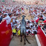 Wenn die Kampfstiere die Arena verlassen haben, um sich am Abend dem tödlichen Sttierkampf zu stellen, werden junge Rinder und Kühe in die Arena getrieben, um sich Katz-undMaus-Spielchen mit den Männer zu liefern. Einige bilden mit ihren Körpern eine Barriere, über die die Tier klettern müssen.