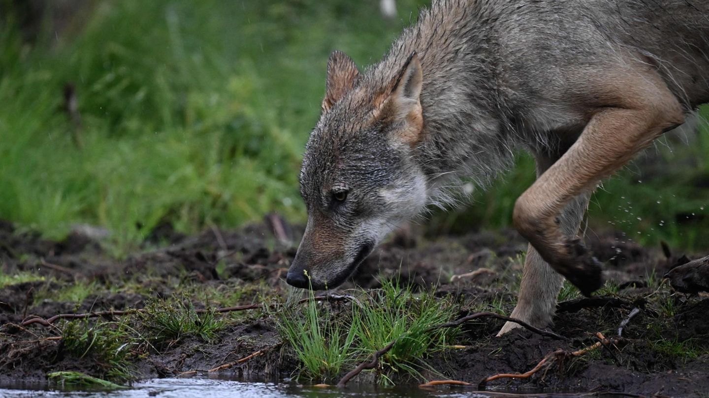 Nederland: Een wolf valt een herder aan en de politie schiet het dier neer