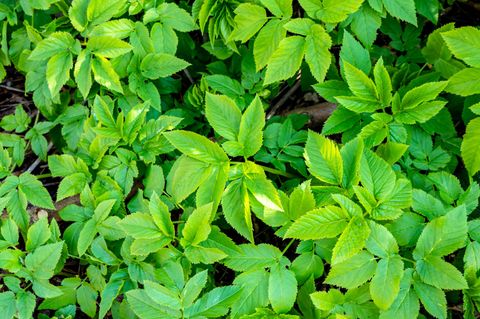 Gemeinsame Giersch Aegopodium podagraria Heilpflanze im Frühjahr