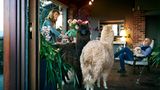 Ein Paar kümmert sich in seinem Wohnzimmer um seine zwei Alpacas