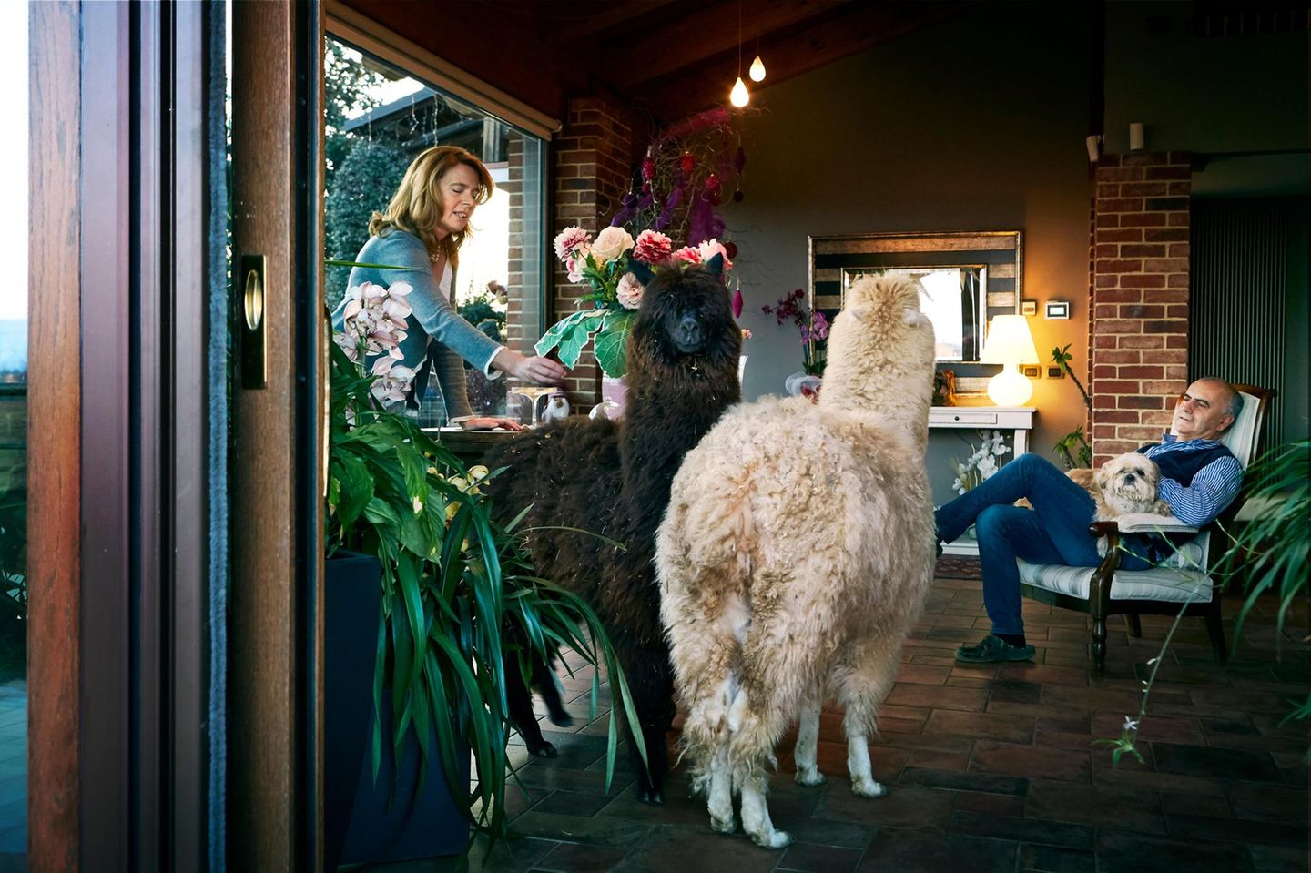 Ein Paar kümmert sich in seinem Wohnzimmer um seine zwei Alpacas