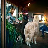Ein Paar kümmert sich in seinem Wohnzimmer um seine zwei Alpacas