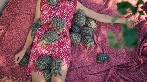 Eine Frau im pinken Kleid liegt auf dem Bett, um sich herum mehr als ein Dutzend Schildkröten