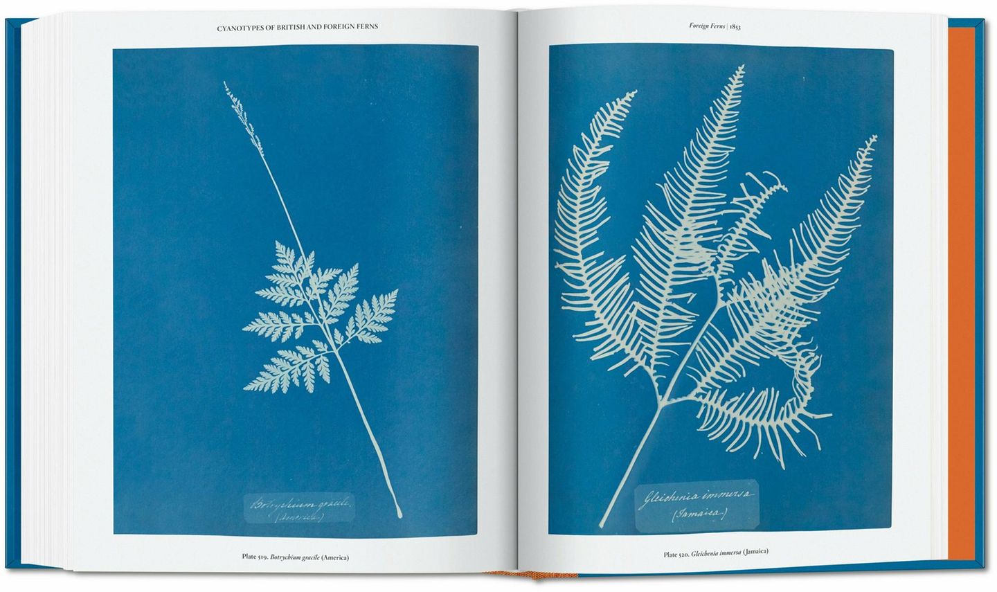 Im Oktober 1843 war der erste Teil des Albums British Algae, den sie ihrem Vater widmete, in einer Auflage von etwa 15 Exemplaren fertiggestellt. Über 450 Cyanotypien verschiedener Algen belichtete Atkins für dieses erste Werk. Allein der Umfang dieser Produktion macht sie zur bedeutendsten Anwenderin der Cyanotypie überhaupt.