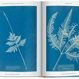 Im Oktober 1843 war der erste Teil des Albums British Algae, den sie ihrem Vater widmete, in einer Auflage von etwa 15 Exemplaren fertiggestellt. Über 450 Cyanotypien verschiedener Algen belichtete Atkins für dieses erste Werk. Allein der Umfang dieser Produktion macht sie zur bedeutendsten Anwenderin der Cyanotypie überhaupt.