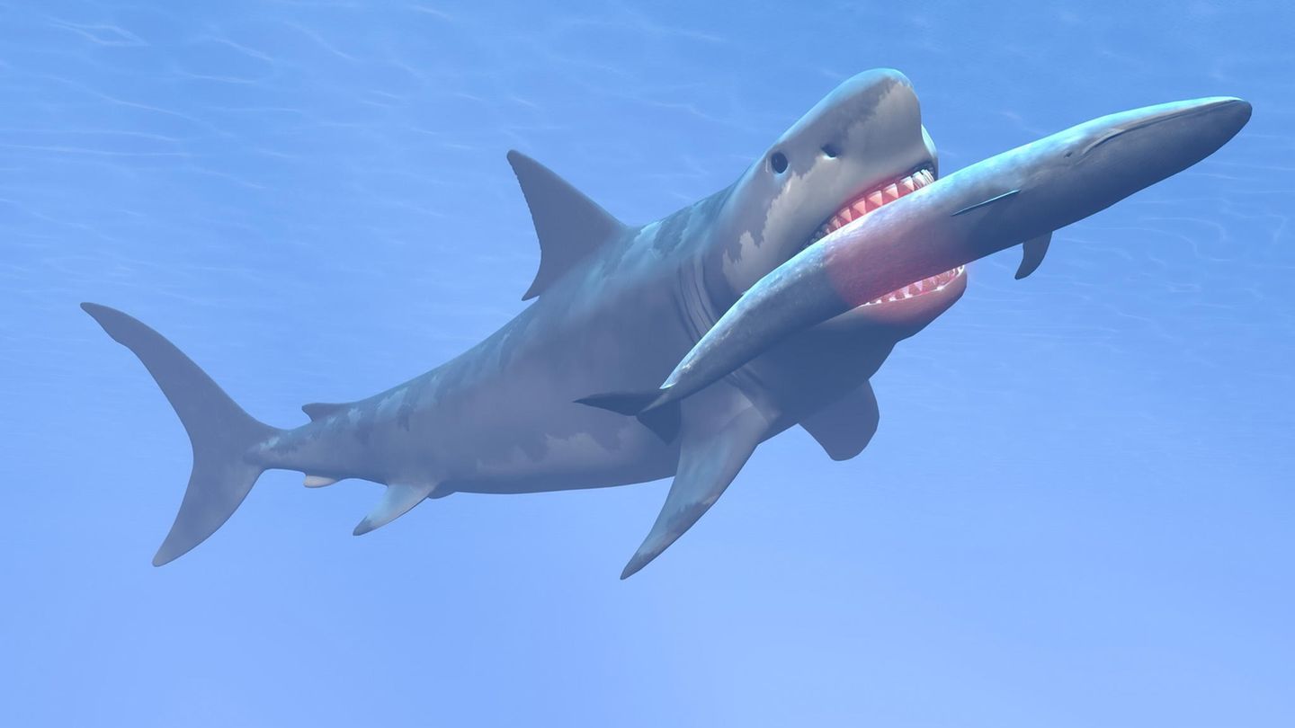 Megalodon: Forscher finden Erklärung für das Aussterben des Riesenhais |  STERN.de