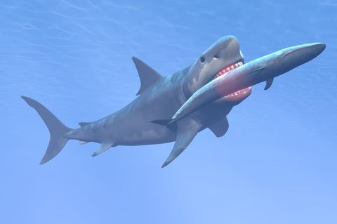 Ein Megalodon frisst einen Blauwal (Symbolbild)