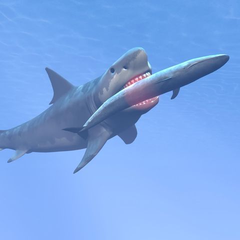 Ein Megalodon frisst einen Blauwal (Symbolbild)