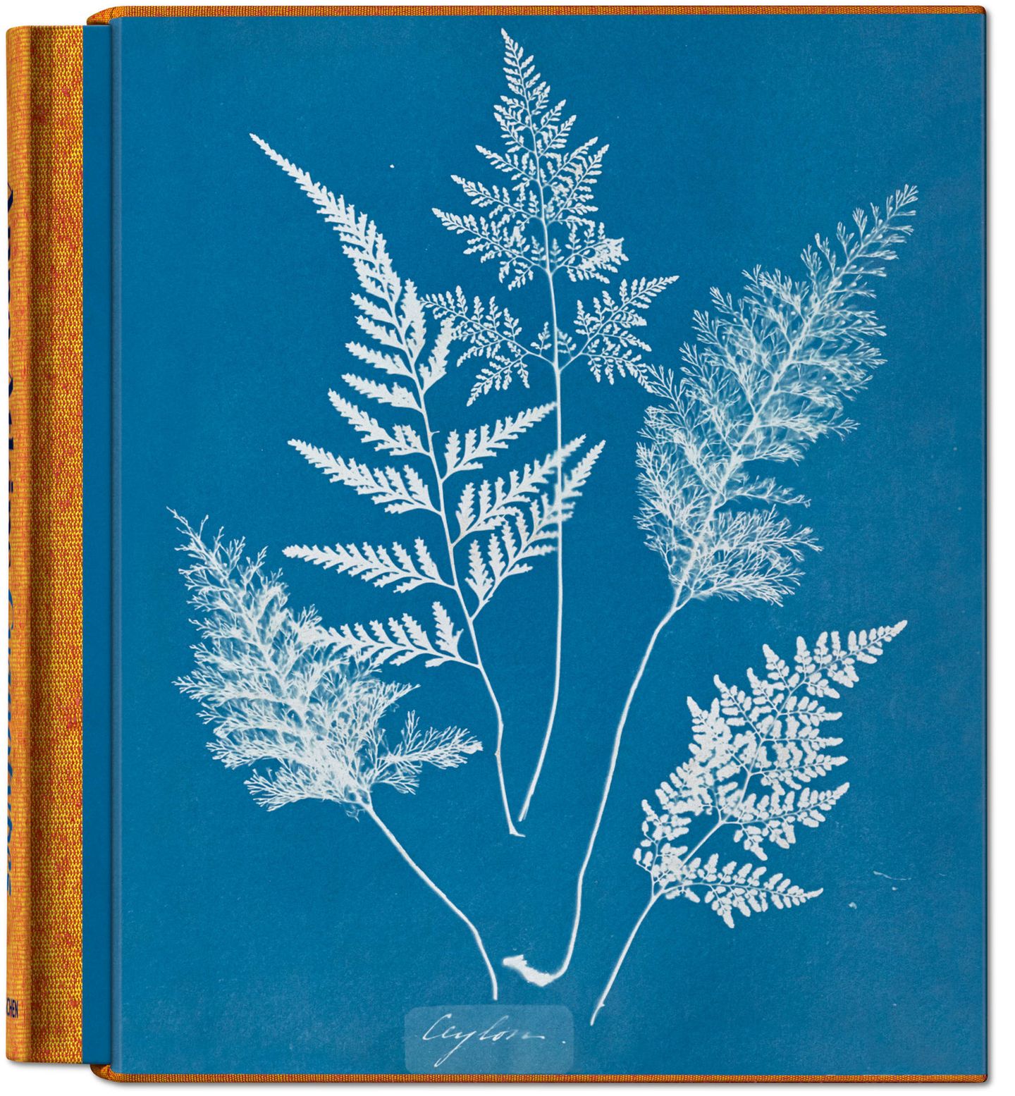 "Anna Atkins. Cyanotypes", Hardcover im Schuber, Hardcover im Schuber, erschienen im Taschen Verlag. Preis 100 Euro. 