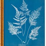 "Anna Atkins. Cyanotypes", Hardcover im Schuber, Hardcover im Schuber, erschienen im Taschen Verlag. Preis 100 Euro. 