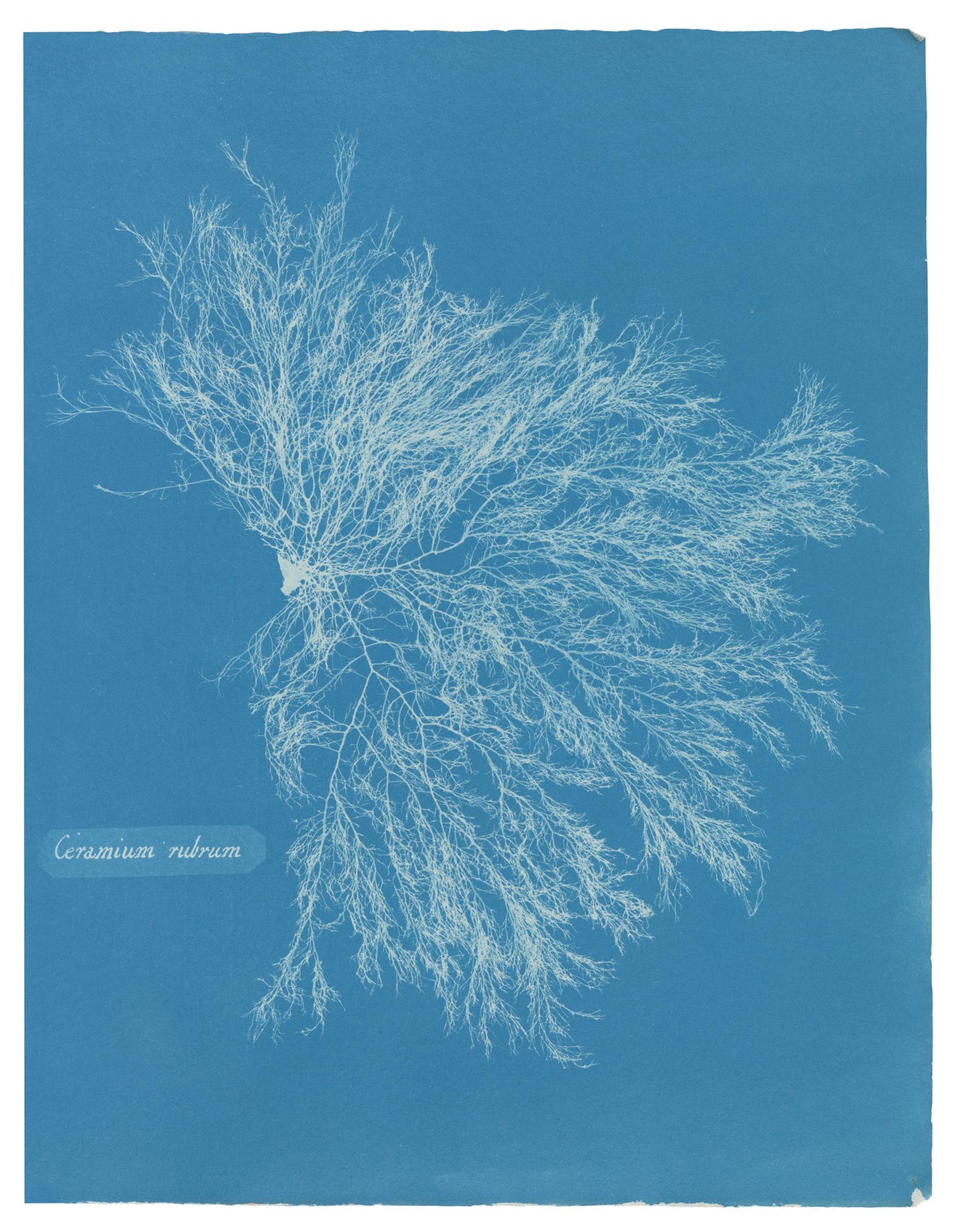 Bereits im Februar des folgenden Jahres war ein weiterer Teil der British Algae fertiggestellt. Im November 1853 schloss Atkins schließt den dritten und letzten Band des Albums ab.
