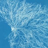 Bereits im Februar des folgenden Jahres war ein weiterer Teil der British Algae fertiggestellt. Im November 1853 schloss Atkins schließt den dritten und letzten Band des Albums ab.