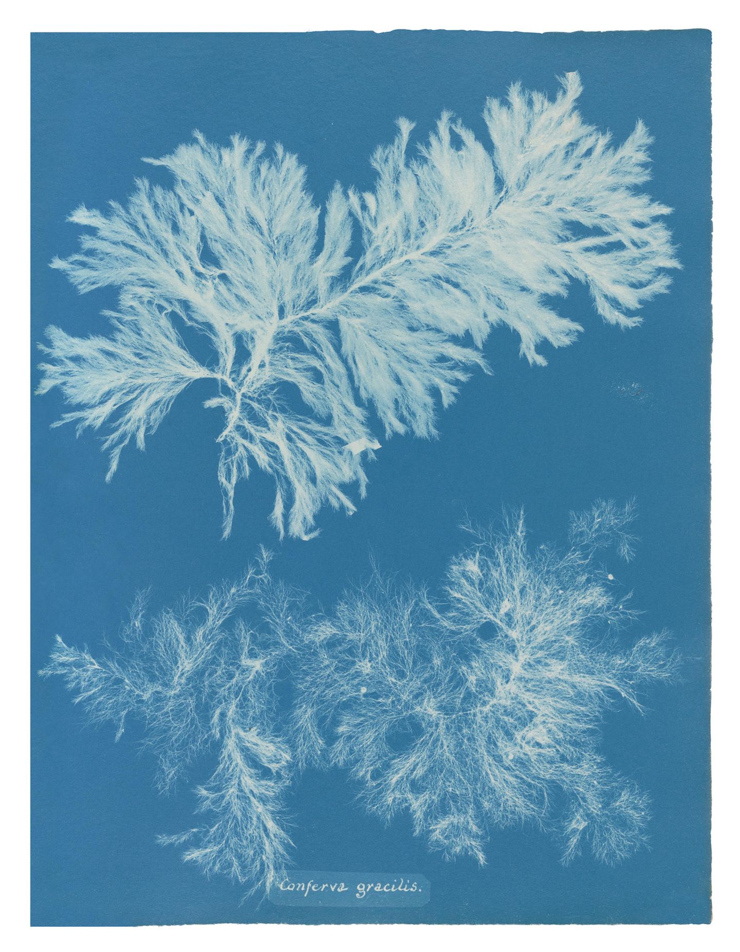 "Anna Atkins. Cyanotypes": Für die Technik der Cyanotypie, auf die Atkins zurückgriff, werden nur zwei Chemikalien benötigt, die in dunkler Umgebung mit einem Pinsel oder einem Schwamm auf eine Papierunterlage aufzubringen sind. Legt man ein Objekt auf den präparierten Bogen und setzt man beides dem Sonnenlicht aus, zeichnen sich Umrisse des Objekts latent auf dem Blatt ab. Dadurch entsteht das preußischblaue Pigment, das den unverwechselbaren Hintergrund dieser Kunstwerke bildet. Für die Technik der Cyanotypie, auf die Atkins zurückgriff, werden nur zwei Chemikalien benötigt, die in dunkler Umgebung mit einem Pinsel oder einem Schwamm auf eine Papierunterlage aufzubringen sind. Legt man ein Objekt auf den präparierten Bogen und setzt man beides dem Sonnenlicht aus, zeichnen sich Umrisse des Objekts latent auf dem Blatt ab. Dadurch entsteht das preußischblaue Pigment, das den unverwechselbaren Hintergrund dieser Kunstwerke bildet.