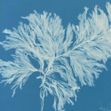 Für die Technik der Cyanotypie, auf die Atkins zurückgriff, werden nur zwei Chemikalien benötigt, die in dunkler Umgebung mit einem Pinsel oder einem Schwamm auf eine Papierunterlage aufzubringen sind. Legt man ein Objekt auf den präparierten Bogen und setzt man beides dem Sonnenlicht aus, zeichnen sich Umrisse des Objekts latent auf dem Blatt ab. Dadurch entsteht das preußischblaue Pigment, das den unverwechselbaren Hintergrund dieser Kunstwerke bildet. 