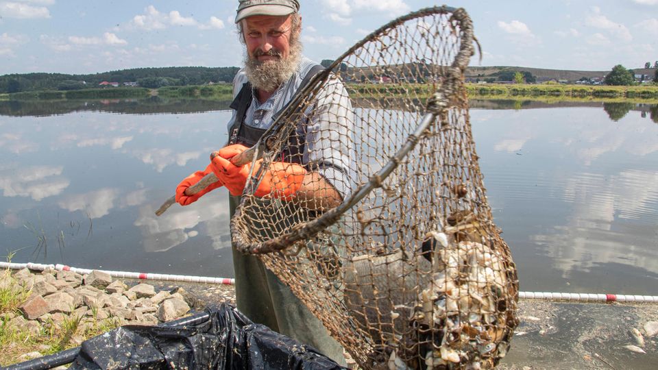 Fischer holt mit Netz tote Fische aus der Oder