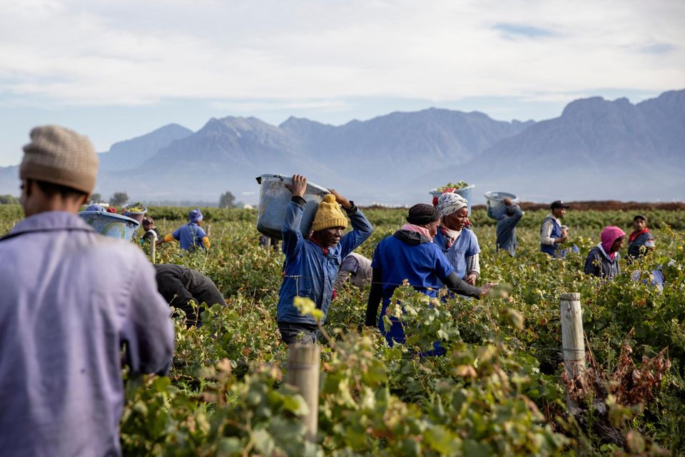Arbeiter ernten Trauben auf den Farmen von De Doorns Arbeiter ernten Trauben auf den Farmen von De Doorns