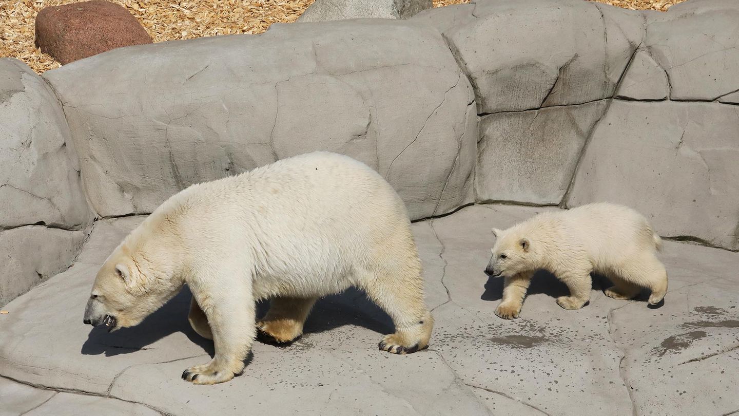 Das Eisbärenmädchen läuft im Tierpark Hagenbeck hinter seiner Mutter