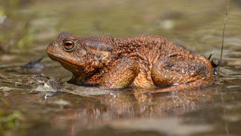 Klingt wie eine Katze: Frosch hüpft miauend davon