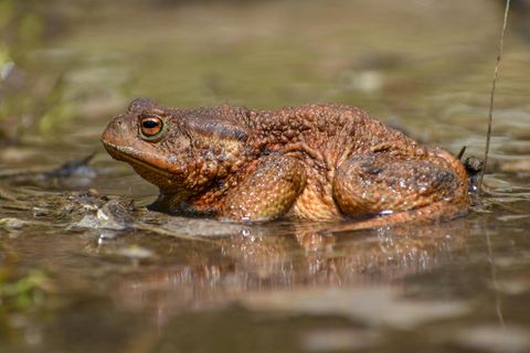 Klingt wie eine Katze: Frosch hüpft miauend davon