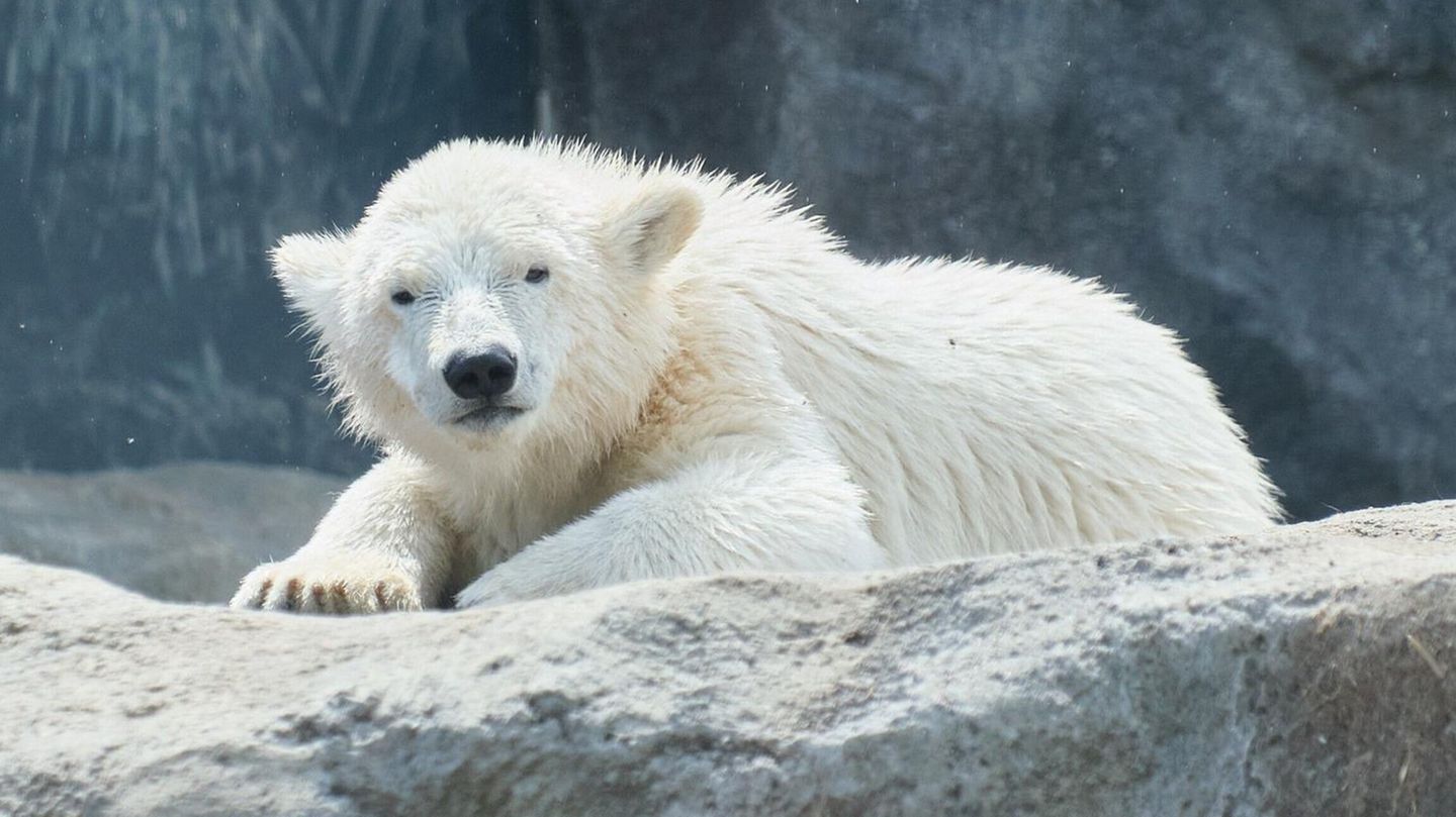 Eisbärenbaby im Tiergarten Schönbrunn