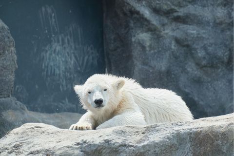 Eisbärenbaby im Tiergarten Schönbrunn