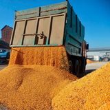 Die Ukraine ist der weltweit größte Exporteur von Sonnenblumenprodukten. 55 Prozent der gepressten Pflanzen (als Vorprodukt) stammen aus dem Land und 44 Prozent des Sonnenblumenöls. Zudem stammen von dort 14 Prozent des weltweit gehandelten Mais', 13 Prozent der Gerste und neun Prozent des Weizens. Besonders Länder in Afrika sowie im Nahen Osten sind vom ukrainischen Weizen abhängig und leiden daher unter den blockierten Transportwegen. 