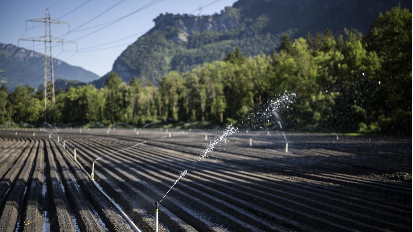 Ein Feld im Kanton St. Gallen wird bewässert. Meteo Schweiz, der nationale Wetterdienst der Eidgenossen, warnt in diesen Tagen vor einer Hitzewelle.