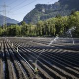Ein Feld im Kanton St. Gallen wird bewässert. Meteo Schweiz, der nationale Wetterdienst der Eidgenossen, warnt in diesen Tagen vor einer Hitzewelle.