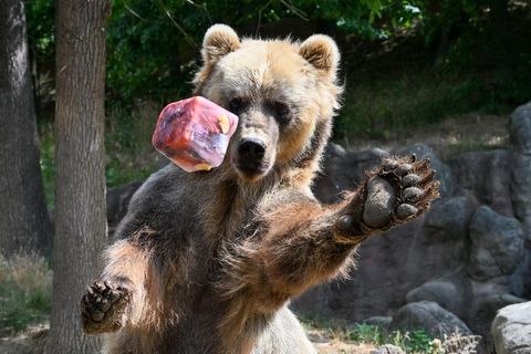 Ein Sibirischer Braunbär spielt mit einem fruchtigen Eiswürfel im Brünner Zoo. Die anhaltende Hitze bringt nicht nur Menschen zum Schwitzen, sondern auch die Tiere in Zoos und Tiergärten. Sie brauchen ständig Zugang zu Wasser, suchen Schatten und halten sich häufiger in Innengehegen auf.