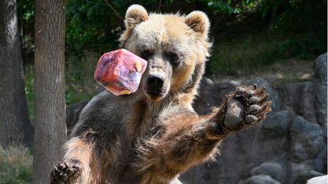 Ein Sibirischer Braunbär spielt mit einem fruchtigen Eiswürfel im Brünner Zoo. Die anhaltende Hitze bringt nicht nur Menschen zum Schwitzen, sondern auch die Tiere in Zoos und Tiergärten. Sie brauchen ständig Zugang zu Wasser, suchen Schatten und halten sich häufiger in Innengehegen auf.