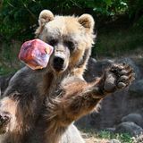 Ein Sibirischer Braunbär spielt mit einem fruchtigen Eiswürfel im Brünner Zoo. Die anhaltende Hitze bringt nicht nur Menschen zum Schwitzen, sondern auch die Tiere in Zoos und Tiergärten. Sie brauchen ständig Zugang zu Wasser, suchen Schatten und halten sich häufiger in Innengehegen auf.