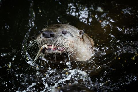 Otter mit einem Fisch im Maul