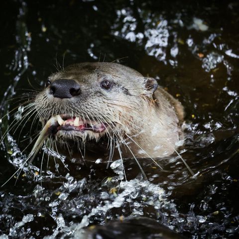 Otter mit einem Fisch im Maul
