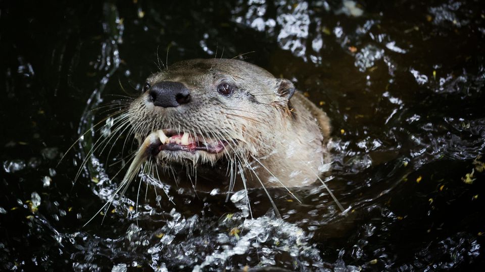 Otter mit einem Fisch im Maul
