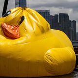 Arbeiter beaufsichtigen eine der beiden großen aufblasbaren Enten mit dem Namen "Double Ducks" des niederländischen Künstlers Florentijn Hofman im Victoria Harbour. Zum Schutz vor der Sommerhitze waren die Installationen zwischenzeitlich entleert worden. In Teilen Chinas herrscht bereits seit Wochen ungewöhnliche Hitze. Vor allem der Norden des Landes war von den hohen Temperaturen stärker und früher als üblich betroffen.