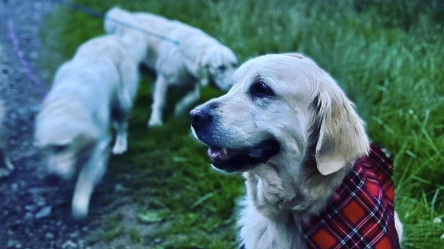 Golden Retriever vor der Ruine eines Herrenhauses in den schottischen Highlands