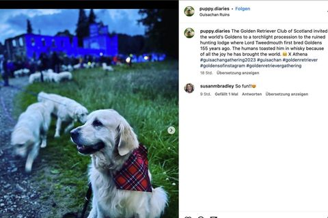 Golden Retriever vor der Ruine eines Herrenhauses in den schottischen Highlands