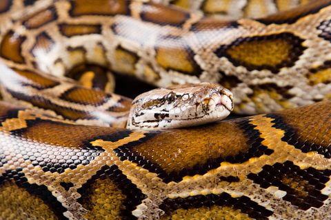 Ein burmesischer Python