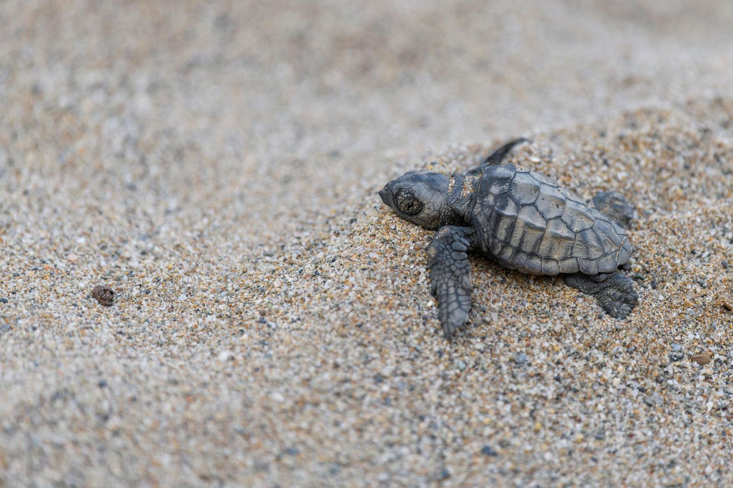 Schildkrötenbaby Schildkrötenbaby