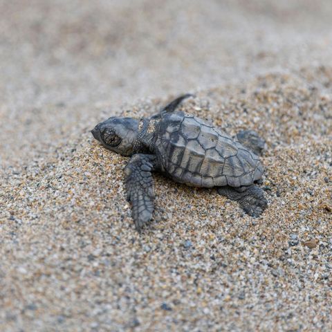 Schildkrötenbaby