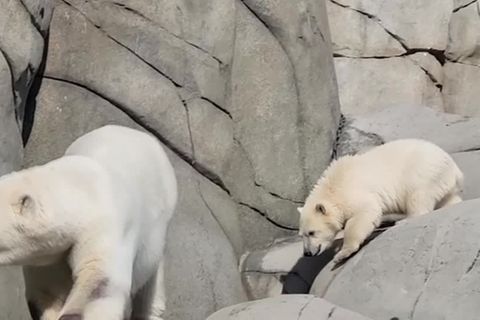 Video: Niedlich: Nachwuchs bei den Eisbären im Tierpark Hagenbeck