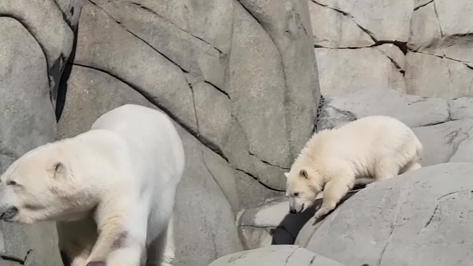 Video: Niedlich: Nachwuchs bei den Eisbären im Tierpark Hagenbeck