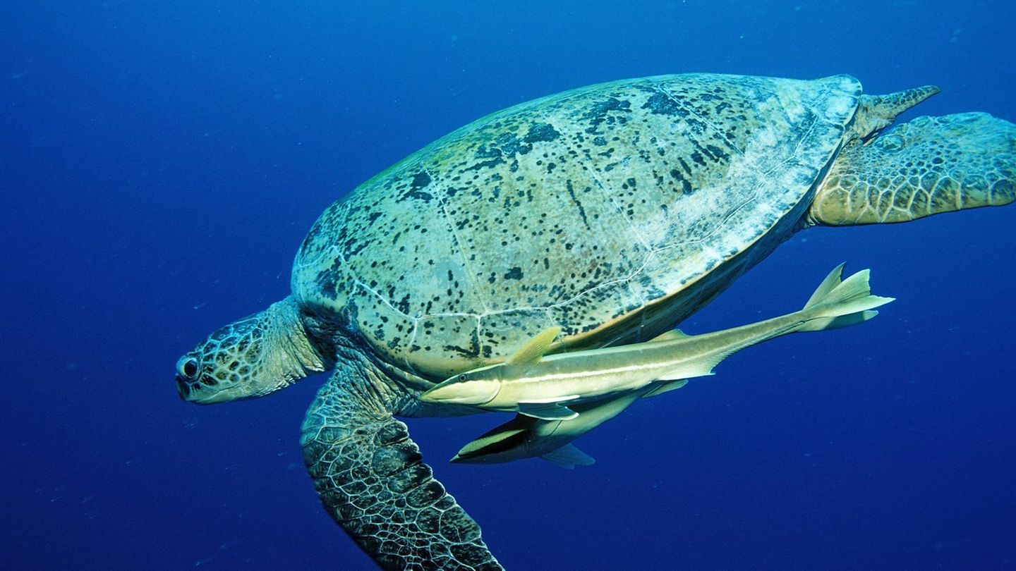 Schildkröte mit zwei Schiffshalter-Fische