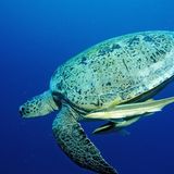 Schildkröte mit zwei Schiffshalter-Fische